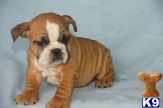 English Bulldog Puppies for Sale